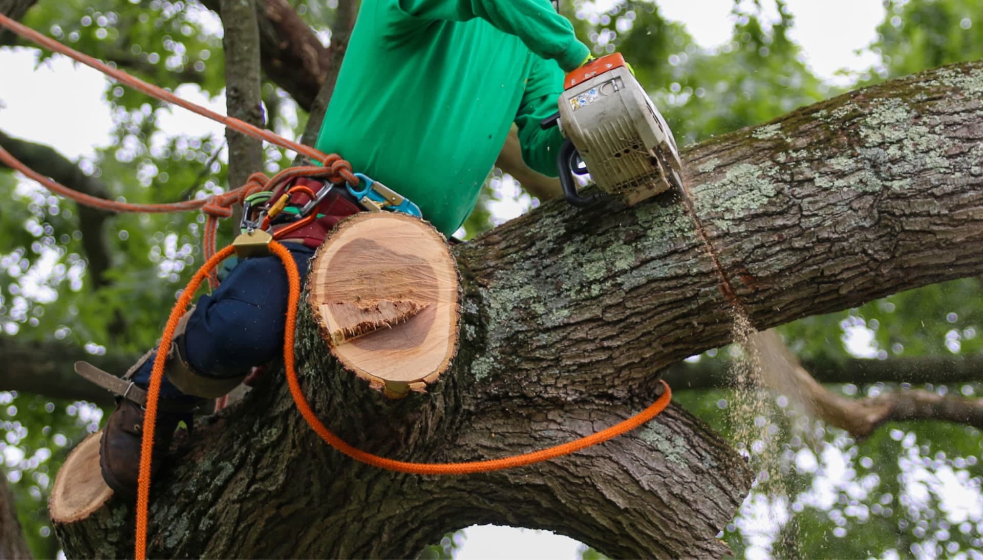 Shed your worries away with best tree removal in Jacksonville