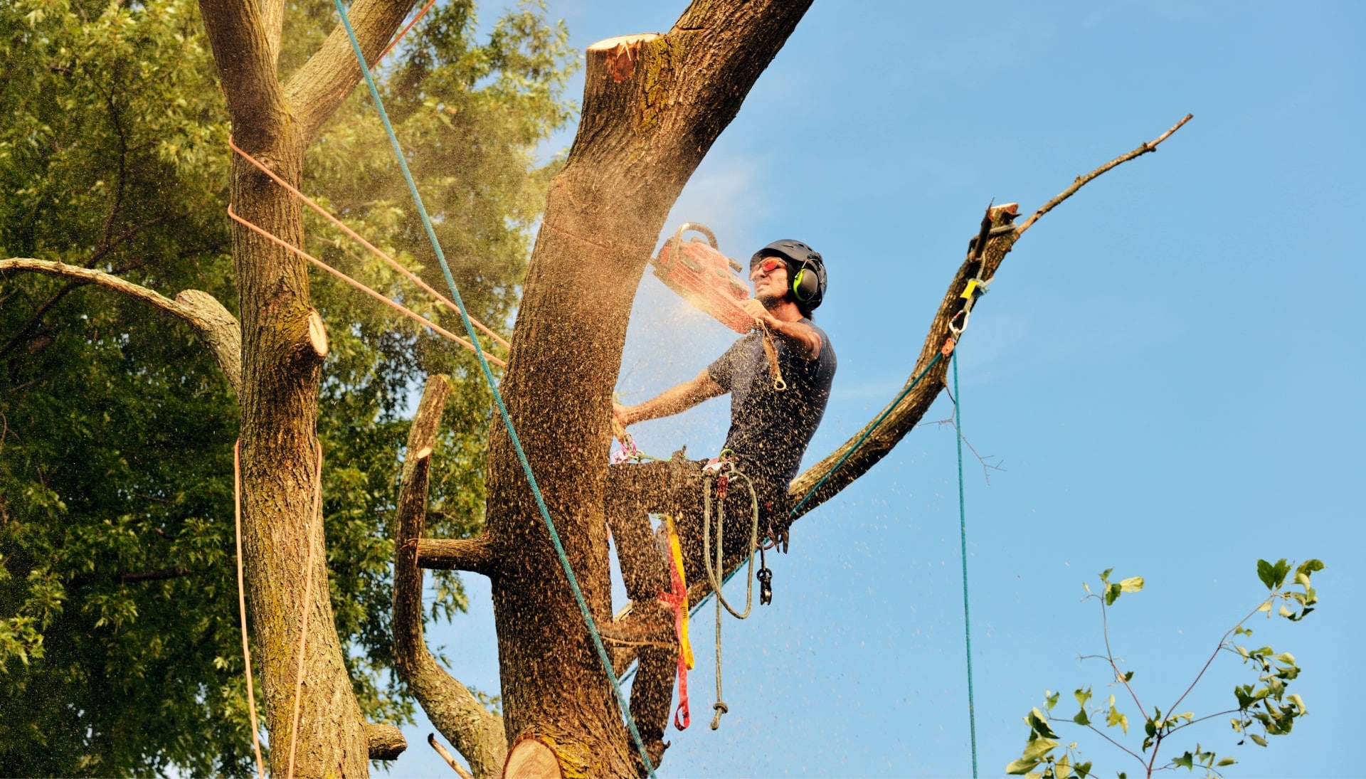 Get rid of tree problems with the expert tree removal contractors in Jacksonville