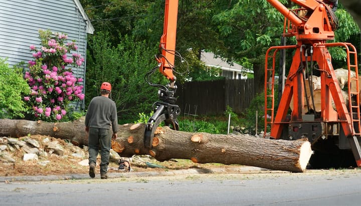 Local partner for Tree removal services in Jacksonville