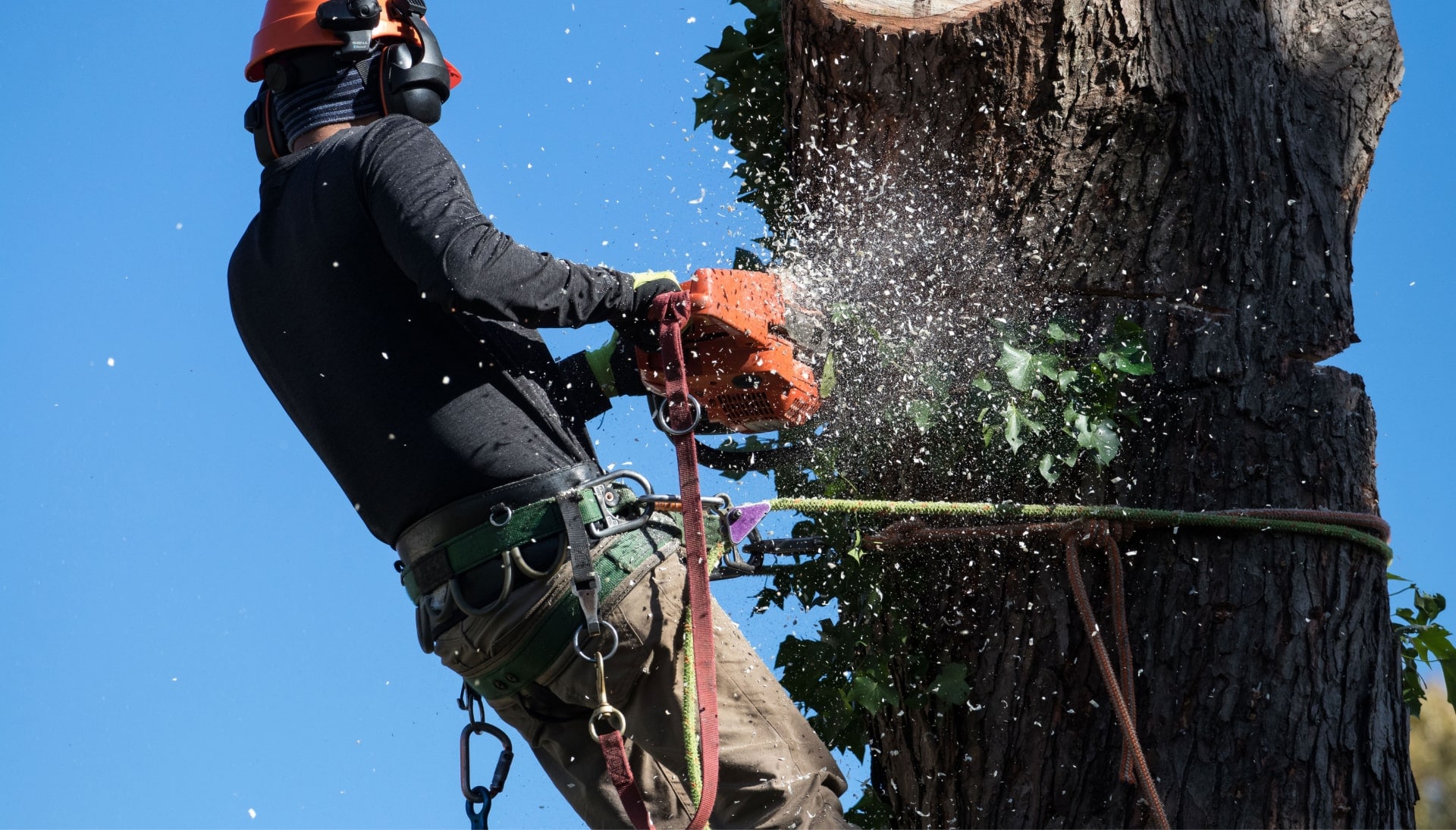 Professional Tree removal solutions in Jacksonville