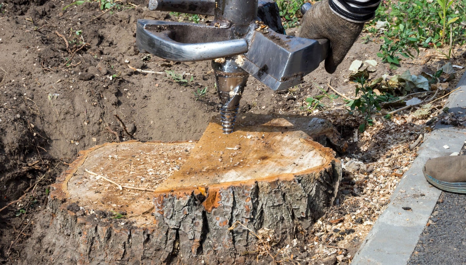 Jacksonville Tree stump removal